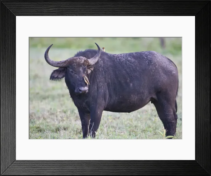 Framed Print : DDE-90022734 Framed Print : DDE-90022734