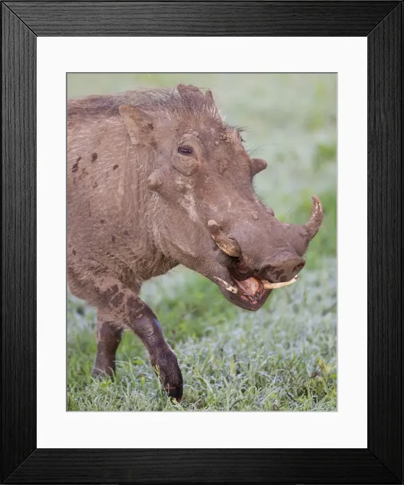 Framed Print : DDE-90022735