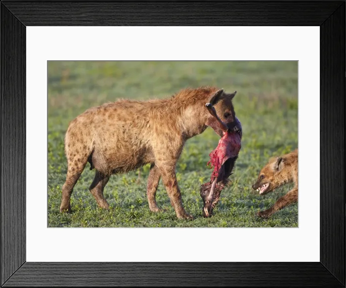Framed Print : DDE-90022736