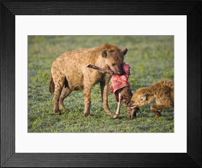 Framed Print : DDE-90022737 Framed Print : DDE-90022737