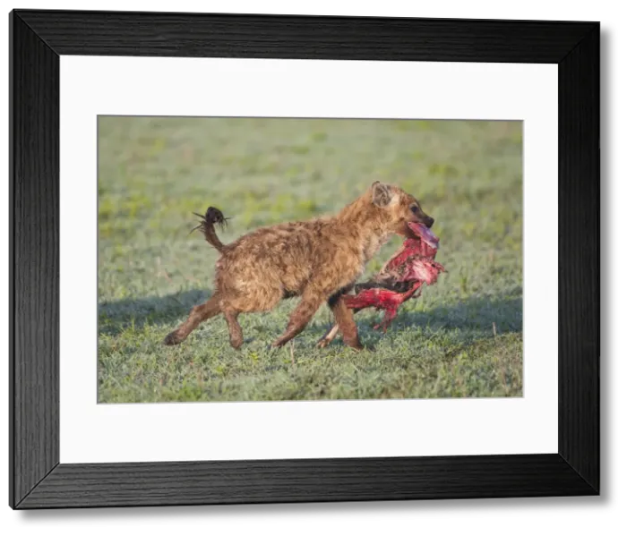 Framed Print : DDE-90022738
