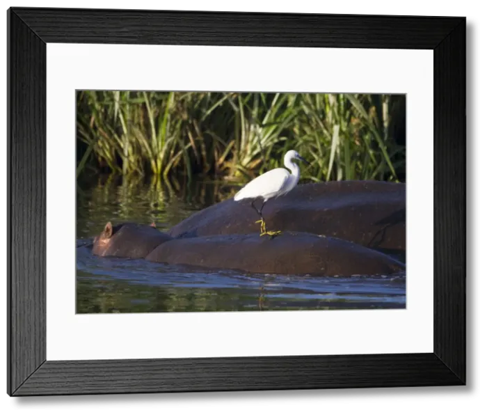 Framed Print : DDE-90022739 Framed Print : DDE-90022739