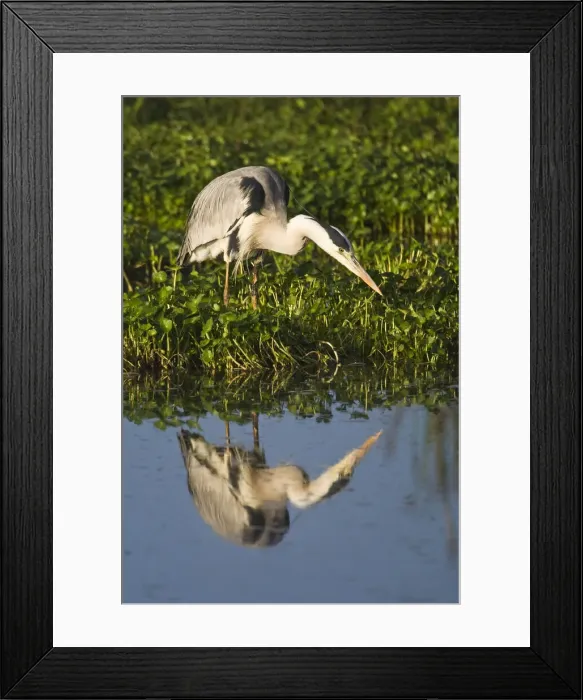 Framed Print : DDE-90022741 Framed Print : DDE-90022741