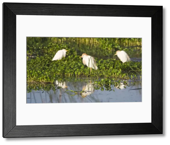 Framed Print : DDE-90022742 Framed Print : DDE-90022742