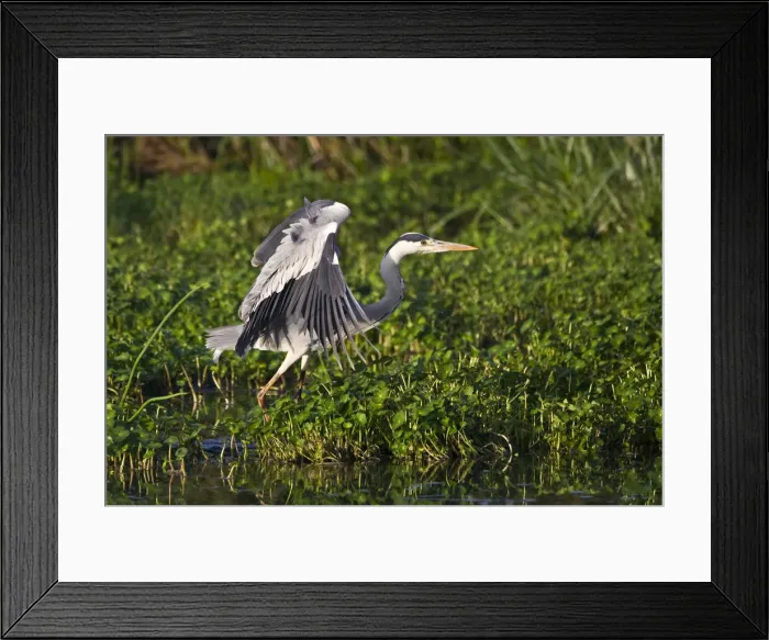 Framed Print : DDE-90022740 Framed Print : DDE-90022740