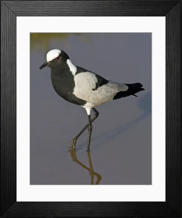 Framed Print : DDE-90022744 Framed Print : DDE-90022744