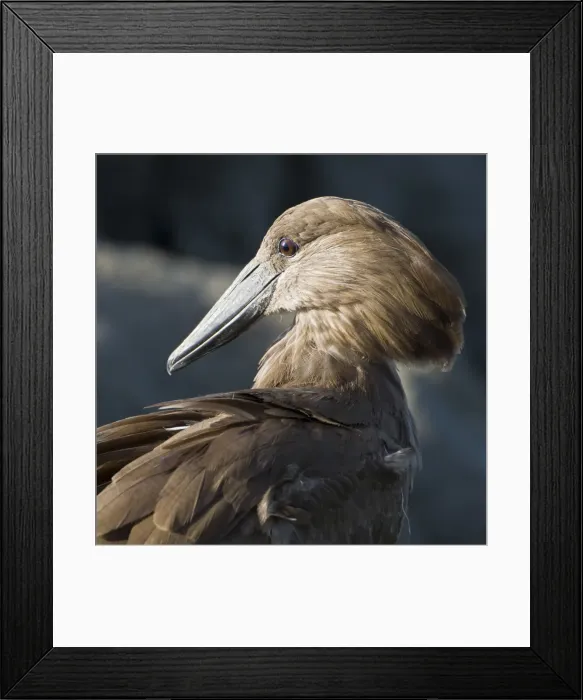 Framed Print : DDE-90022745