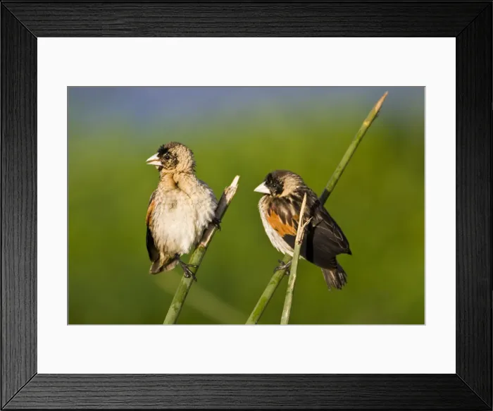 Framed Print : DDE-90022743