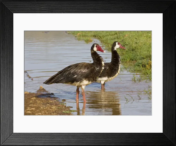 Framed Print : DDE-90022747 Framed Print : DDE-90022747