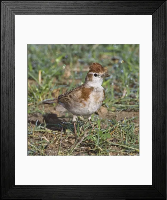 Framed Print : DDE-90022748 Framed Print : DDE-90022748