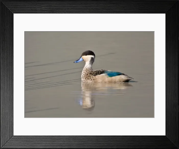 Framed Print : DDE-90022749 Framed Print : DDE-90022749