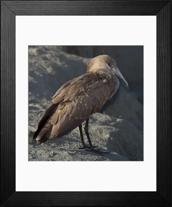 Framed Print : DDE-90022746 Framed Print : DDE-90022746