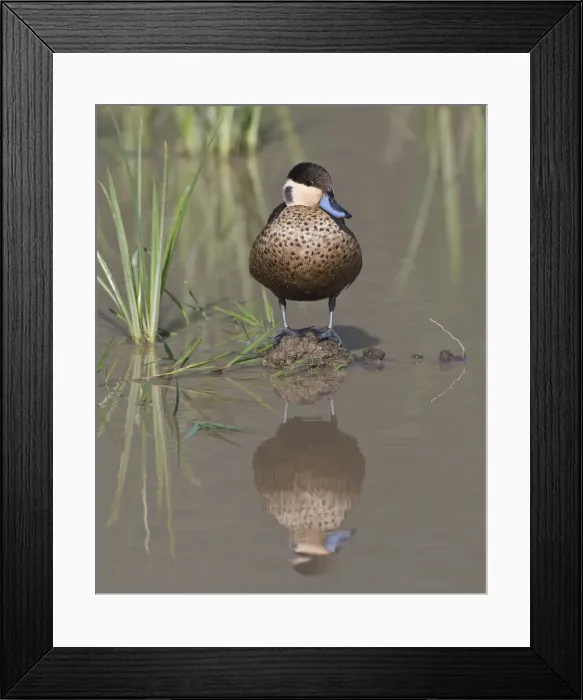 Framed Print : DDE-90022750 Framed Print : DDE-90022750
