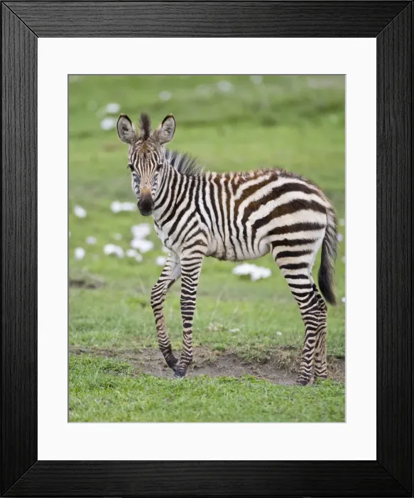 Framed Print : DDE-90022752 Framed Print : DDE-90022752