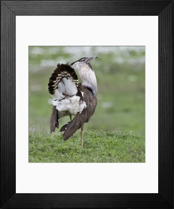 Framed Print : DDE-90022754 Framed Print : DDE-90022754