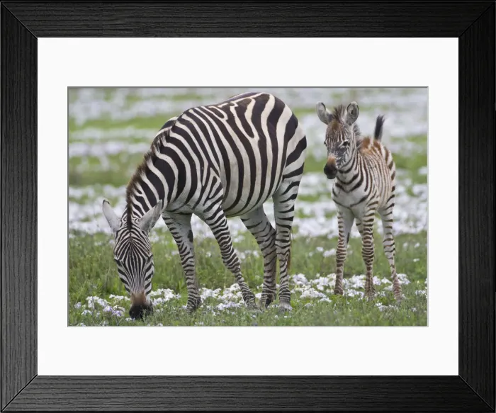 Framed Print : DDE-90022756 Framed Print : DDE-90022756