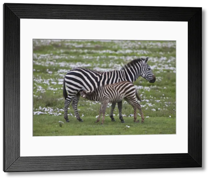 Framed Print : DDE-90022757 Framed Print : DDE-90022757