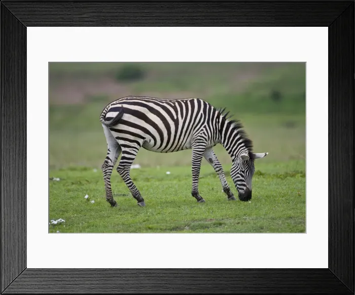 Framed Print : DDE-90022759 Framed Print : DDE-90022759