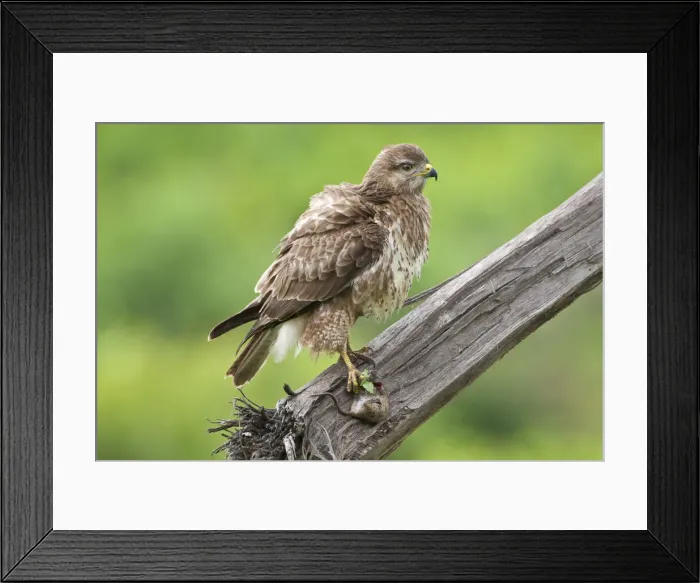 Framed Print : DDE-90022760 Framed Print : DDE-90022760