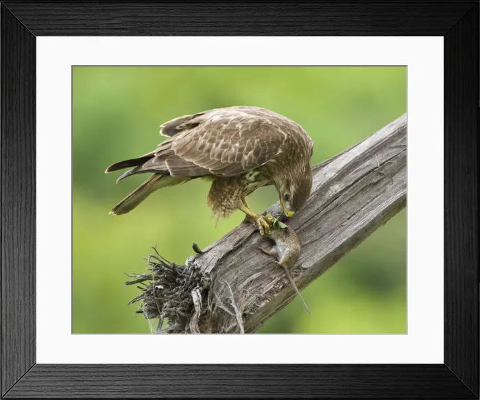 Framed Print : DDE-90022761 Framed Print : DDE-90022761