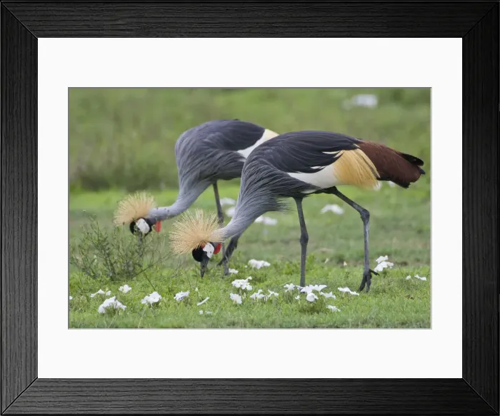 Framed Print : DDE-90022755