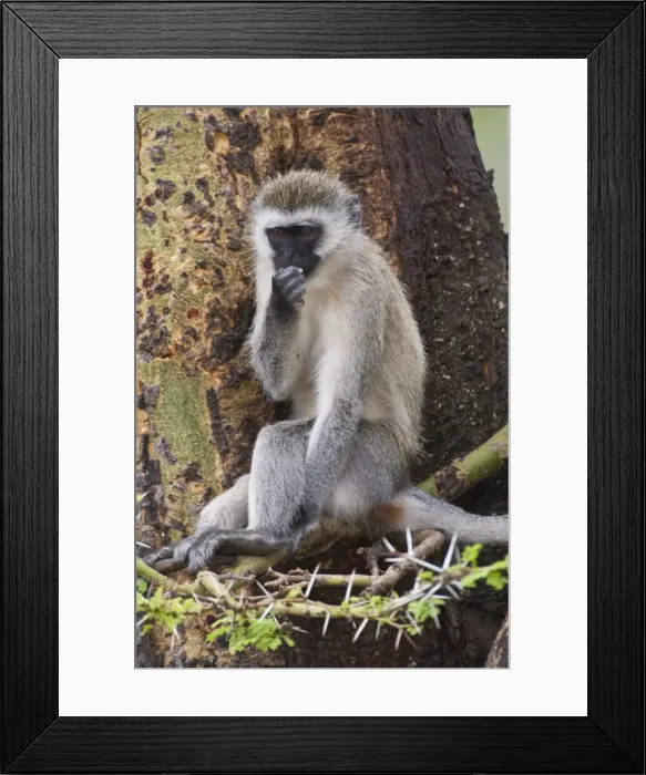 Framed Print : DDE-90022763 Framed Print : DDE-90022763