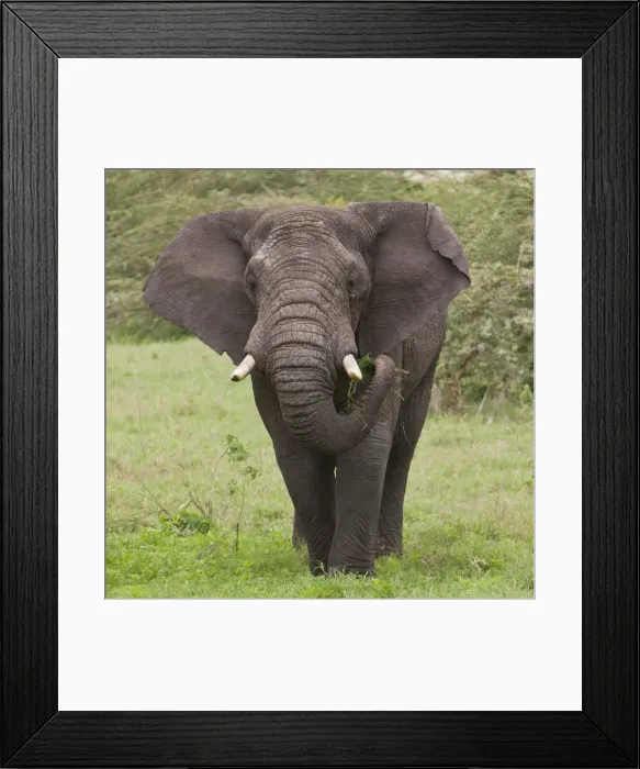 Framed Print : DDE-90022762 Framed Print : DDE-90022762