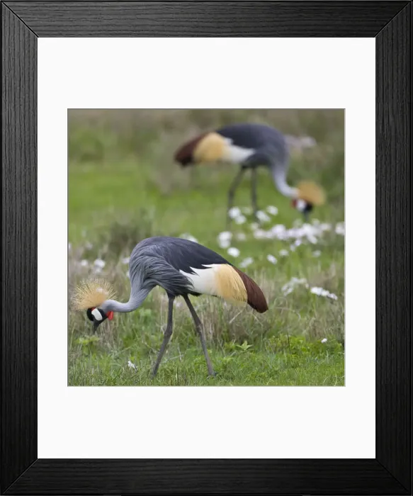 Framed Print : DDE-90022765