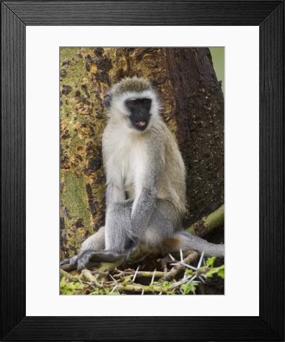 Framed Print : DDE-90022764 Framed Print : DDE-90022764