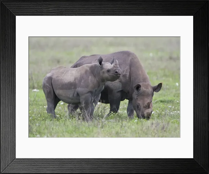 Framed Print : DDE-90022768 Framed Print : DDE-90022768