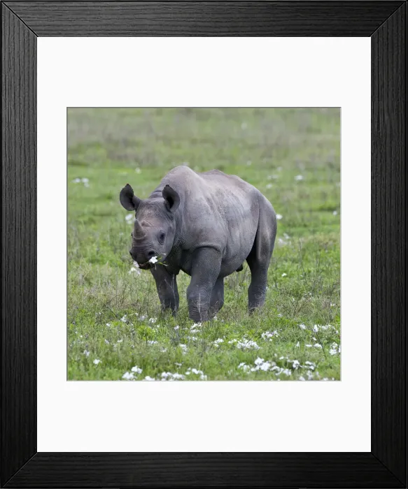 Framed Print : DDE-90022769 Framed Print : DDE-90022769