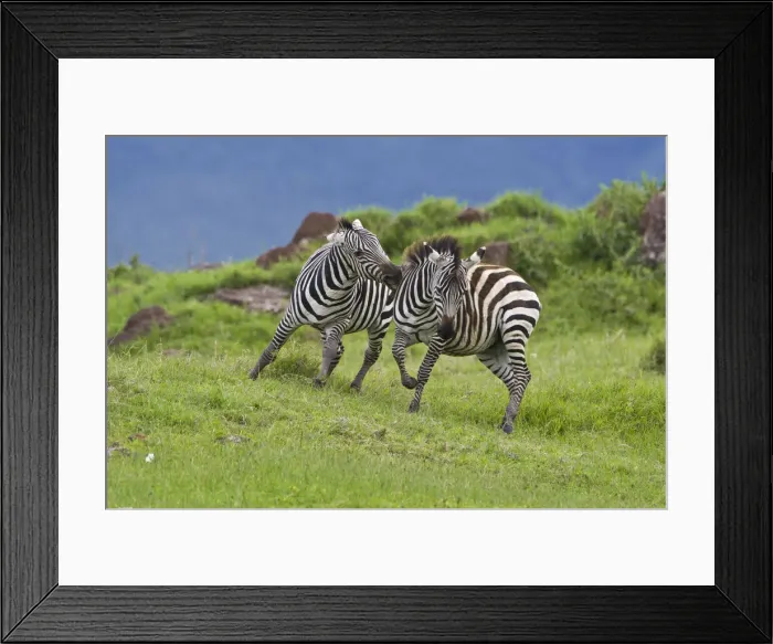 Framed Print : DDE-90022771 Framed Print : DDE-90022771