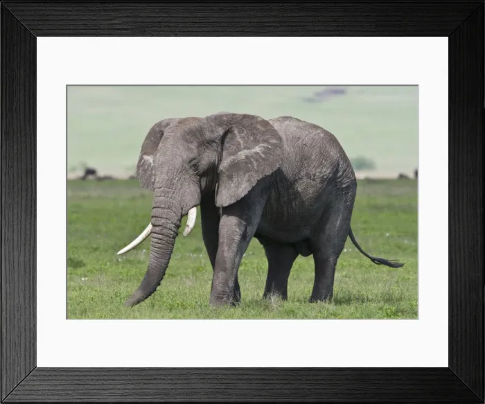 Framed Print : DDE-90022772 Framed Print : DDE-90022772
