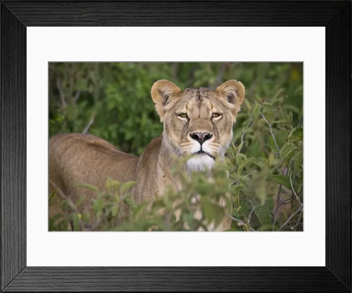 Framed Print : DDE-90022773 Framed Print : DDE-90022773