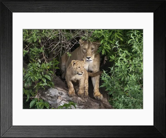 Framed Print : DDE-90022774 Framed Print : DDE-90022774