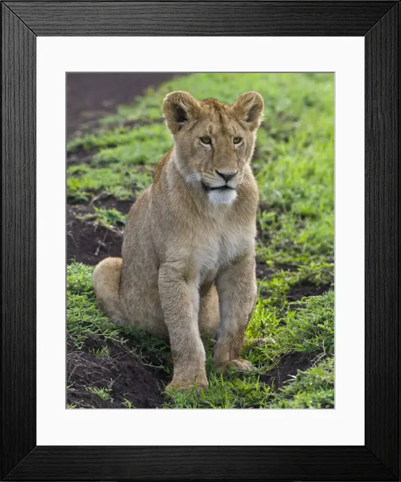 Framed Print : DDE-90022775 Framed Print : DDE-90022775