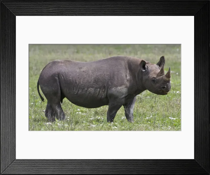 Framed Print : DDE-90022770 Framed Print : DDE-90022770