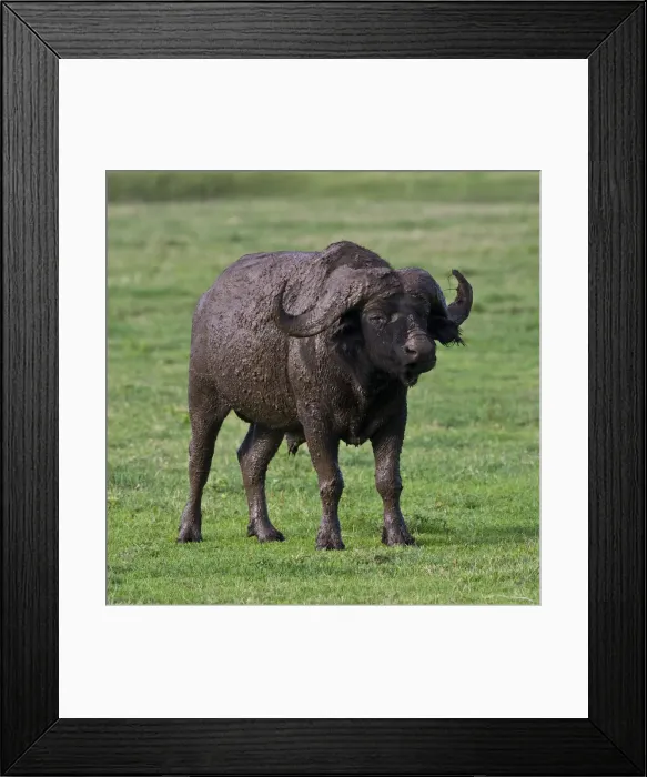 Framed Print : DDE-90022777