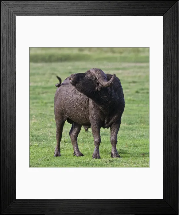 Framed Print : DDE-90022776 Framed Print : DDE-90022776