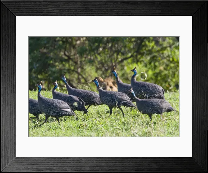 Framed Print : DDE-90022778 Framed Print : DDE-90022778