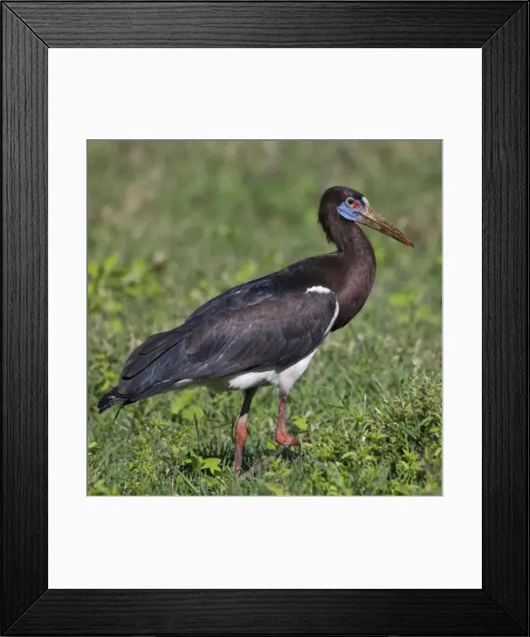 Framed Print : DDE-90022779 Framed Print : DDE-90022779