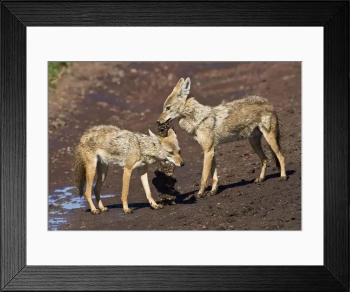 Framed Print : DDE-90022780 Framed Print : DDE-90022780