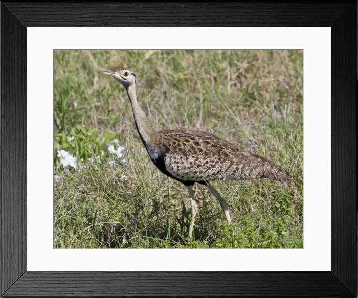 Framed Print : DDE-90022781 Framed Print : DDE-90022781