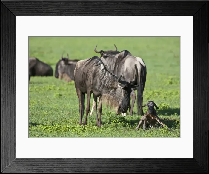 Framed Print : DDE-90022784 Framed Print : DDE-90022784