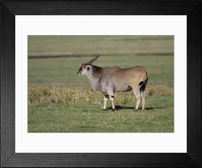 Framed Print : DDE-90022782 Framed Print : DDE-90022782