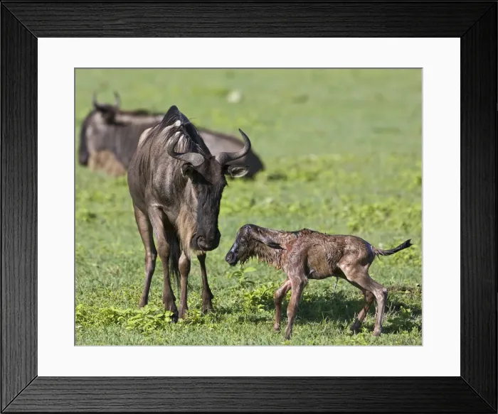 Framed Print : DDE-90022786