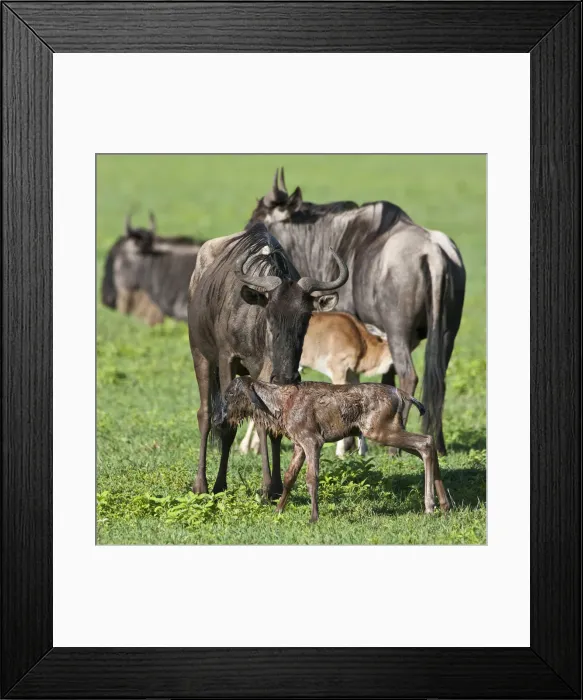 Framed Print : DDE-90022785 Framed Print : DDE-90022785