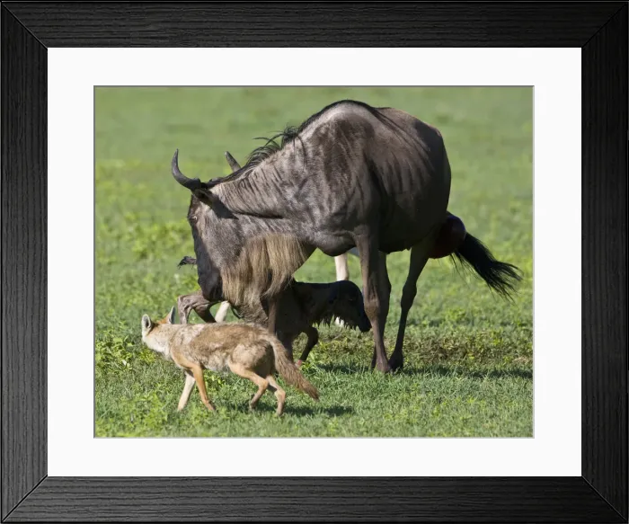 Framed Print : DDE-90022788 Framed Print : DDE-90022788