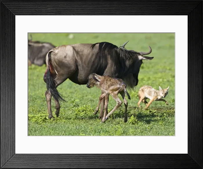 Framed Print : DDE-90022787 Framed Print : DDE-90022787