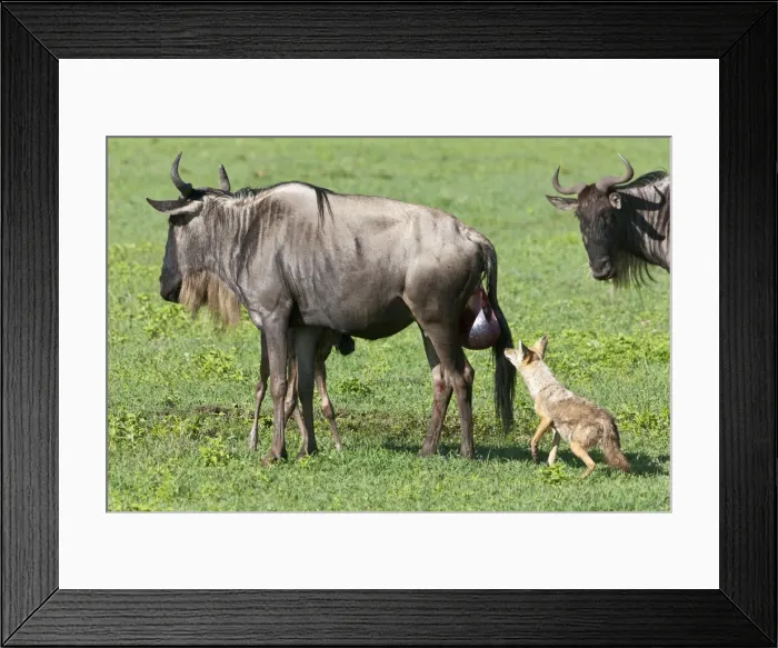 Framed Print : DDE-90022789 Framed Print : DDE-90022789